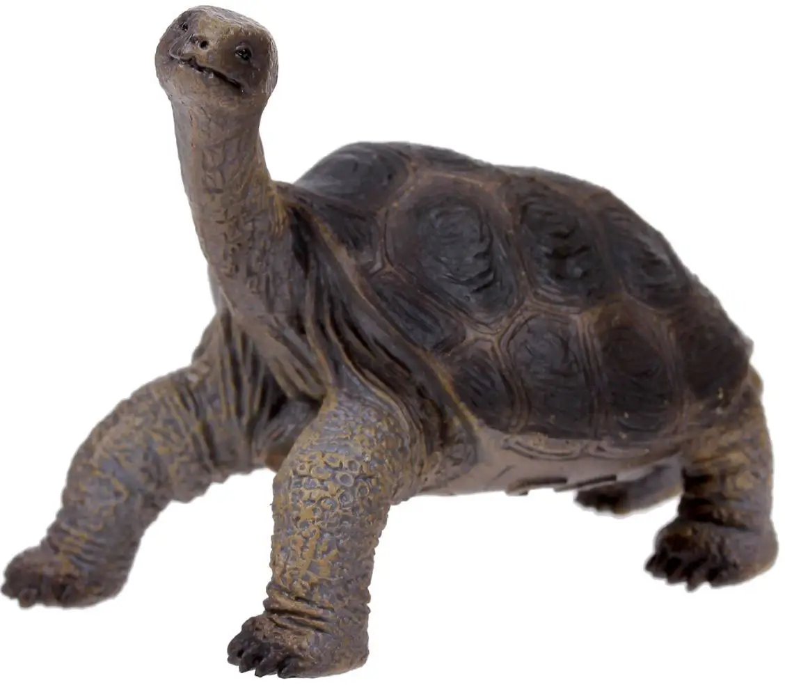 Абингдонская слоновая черепаха