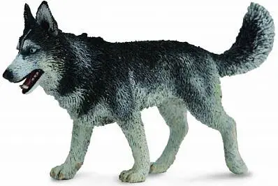 Сибирская лайка, L